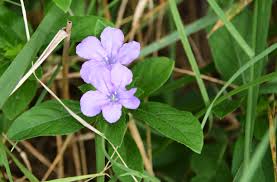 Image result for Fuirena sagittata