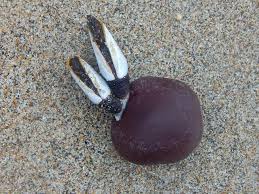 Image result for Entada gigas