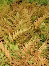 Image result for Dryopteris antarctica