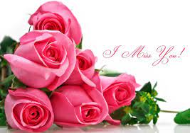 Images For I Miss You Rose Photo Rose Seeds Flowers Planting Flowers