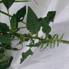 Image result for Amaranthus spinosus
