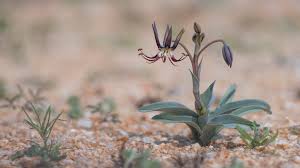 Image result for Ornithoglossum viride