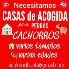 Casa térmica para perro plástico resistente chica 75x59x66cm. Mas De 20 Cachorros Necesitan Casa De Acogida