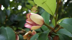 Flowers have petals and can be all differnet shapes and sizes. 8 Plants That Smell Like Candy Stuff Co Nz
