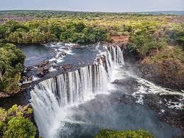 Image result for Zygotritonia atropurpurea