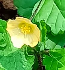 Image result for Rhynchosia mannii