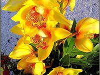 Nel linguaggio dei fiori l'orchidea ha un posto fondamentale, perché rappresenta la gioia e sancisce un patto d'amore e d'amicizia profondo e che dura nel tempo. 78 Idee Su Orchidee Gialle Orchidea Fiori Fiori Orchidea