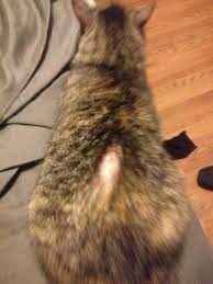 It could be something like ringworm or a parasite, which would require a different treatment, says purina. My Cat Is Losing Fur And Her Skin Is Red With Scabs On Her Lower Back She S Also Twitches In The Area I Ve Been Told It S Possibly Petcoach