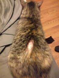 If you see that your cat has scabs, it means you can see through to their skin. My Cat Is Losing Fur And Her Skin Is Red With Scabs On Her Lower Back She S Also Twitches In The Area I Ve Been Told It S Possibly Petcoach