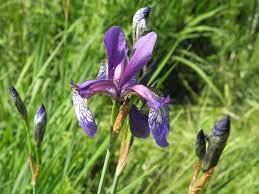 Image result for Iridaceae