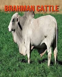 Moreno ranches' american brahman cattle for sale are recognized for having the best genetics in the industry. Brahman Cattle Super Fun Facts And Amazing Pictures Paperback Children S Book World