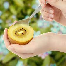Can I Refrigerate Kiwi Fruit Zespri Us