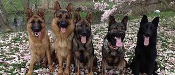 While most people may know the german shepherd as the world's leading dog for police work, guarding assignments and military work; Zwinger Von Der Bauerhof German Shepherds Kansas German Shepherd Puppies In Kansas Zwinger Von Der Bauerhof German Shepherds Kansas