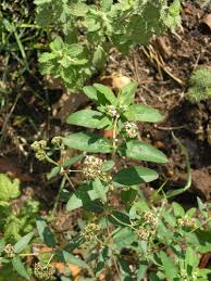 Image result for Euphorbia hyssopifolia