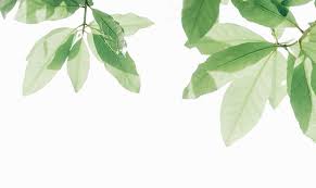 green tree background desktop 1080p 2k 4k 5k hd wallpapers free download wallpaper flare green tree background desktop 1080p 2k