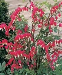 Maybe you would like to learn more about one of these? Old Fashioned Bleeding Heart One Of My Favorites Beautiful Flowers Garden Bleeding Heart Beautiful Flowers