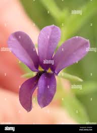 Image result for Monopsis stellarioides