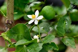 My lemon tree does not produce any fruit. A Lemon Tree With Fruits And A Bloomin Flower Stock Photo Picture And Royalty Free Image Image 66446817