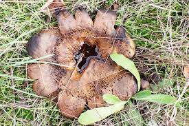 Image result for Scleroderma polyrhizon