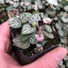 Image result for Ceropegia