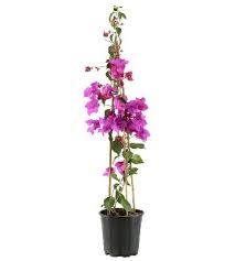 Check spelling or type a new query. Plantes Grimpantes Comment Bien Les Choisir Truffaut