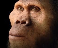 A fossilised bee nest indicates savannah-like hominine habitat