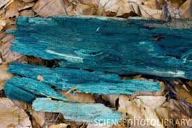 The opposite is true for hardwoods like oak and maple. Chlorociboria Aeruginascens Fungi Stains Wood Naturally This Is Used In Marquetry And Other Wood Crafting Staining Wood Wood Crafts Wood