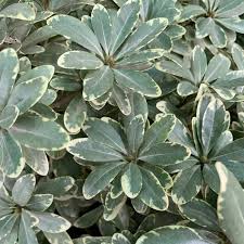 Image result for Cremaspora triflora