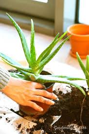 >> click to see full answer<< people also ask, can aloe vera be propagated in water? How Fast Does Aloe Vera Grow And How To Grow Them Faster