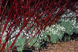 Cornus sanguinea 'midwinter fire' common dogwood, bloodtwig dogwood. Pin On House Idea