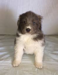 These fluffy newfie puppies grow into gentle giants with a loving, sweet nature. Newfoundland Dog Puppies For Sale Apple Creek Oh 295330