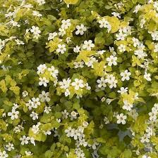 Image result for Bacopa floribunda