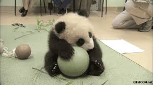 Animals Ball Panda Baby Panda Panda Panda Bear