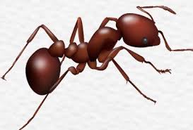 Fire Ants Types Facts And How To Identify Fire Ant Control Holder S Pest Solutions Red fire ants migrate from one site to another quite often.