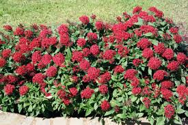 Image result for Pentas lanceolata