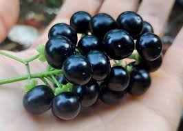 Image result for Solanum scabrum