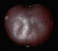 Image result for Entada gigas