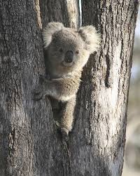 Help Nsw Koalas Nsw Koala Country Koala Koalas Animals