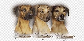 Die halterin sagte, er wäre ein mix aus labrador und ridgeback. Hunderasse Rhodesian Ridgeback Schwarzer Mund Cur Broholmer Rhodesian Ridgeback Schwarzer Mund Cur Rasse Broholmer Png Pngwing