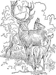 Whether youre laid up in hospital or simply wish to relax, this stag coloring page will keep you busy for some time. Stag Antlers Forest Wildlife Free Image On Pixabay Deer Coloring Pages Farm Animal Coloring Pages Animal Coloring Pages