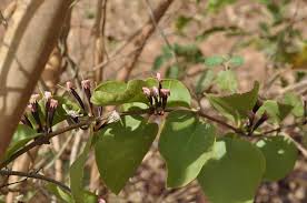 Image result for Tapinanthus