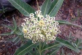 Image result for Acacia eriocarpa