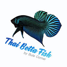 While they may seem to tolerate cooler. Thai Betta Fish For Sales Home Facebook