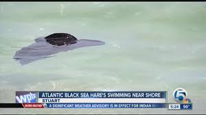 They can do something the black can't that is, exude a dark reddish purple creamy substance when threatened like a octopus. Atlantic Black Sea Hares Swimming Near Shore Youtube