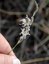 Image result for Gladiolus permeabilis