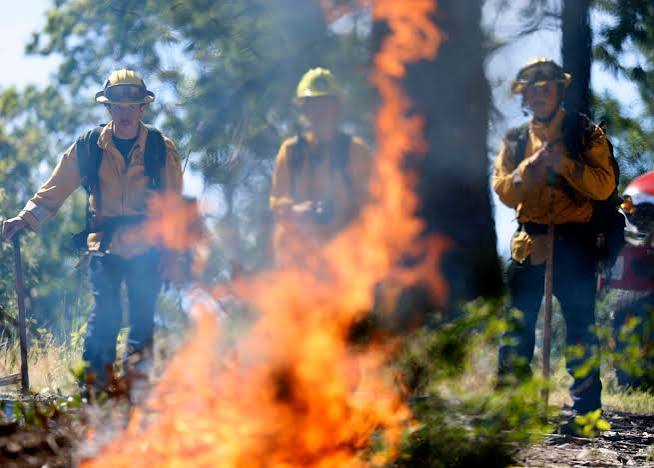 After Massive Cuts to Forest Service, US Enters Fire Season Woefully Unprepared | Truthout