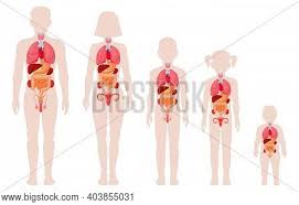 Small intestine anatomy of female. Human Anatomy Organs Vector Photo Free Trial Bigstock