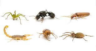Little rock's leading pest control experts. Central Arkansas Pest Control Pests Clark Exterminating