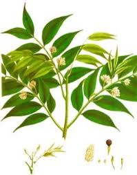 Image result for Nageia