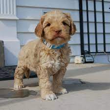 Labradoodles and goldendoodles combine all the wonderful loving traits of a retriever with the intelligence and loyalty of a poodle. 1 Labradoodle Puppies For Sale In Michigan Uptown